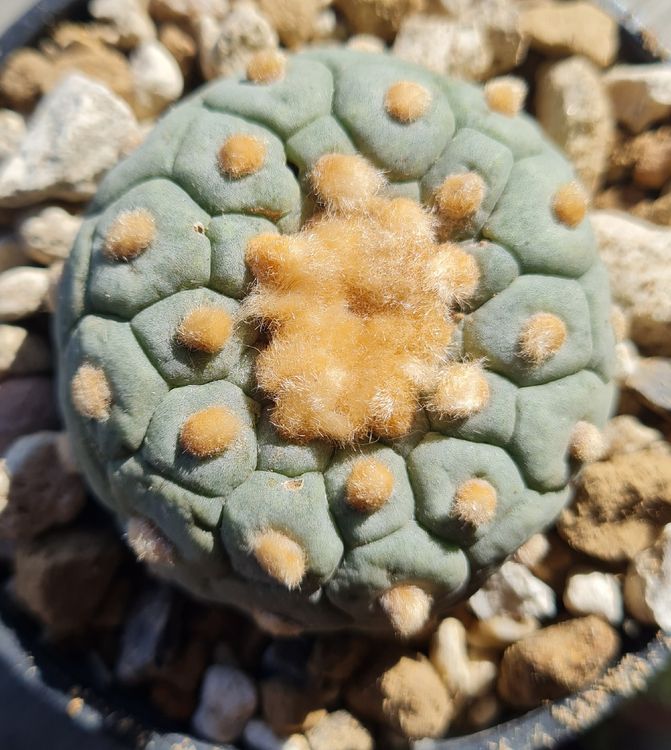 Lophophora Fricii | Kaufen auf Ricardo