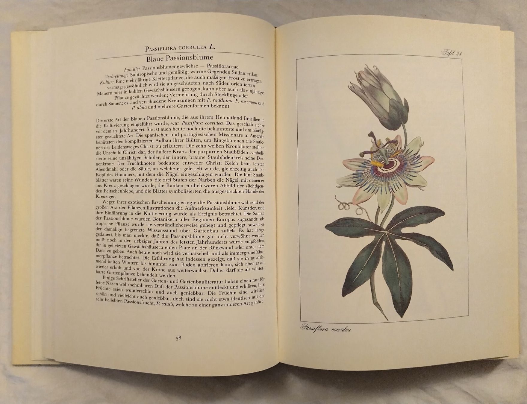 Libri: Curtis' Wunderwelt der Blumen - Buch mit 120 Tafeln – Usato da Bellach venduto da JingleJerry 4