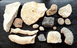 Versteinerung divers Muscheln, Schnecken, Farn, etc.