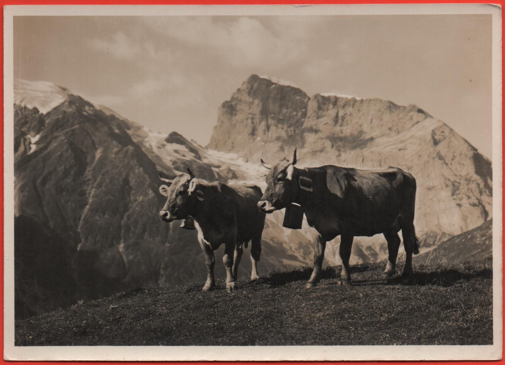 Cartoline postali: ENGELBERG Kühe auf Ebnet-Alp – Nuovo (secondo la descrizione) da Jona venduto da philajona