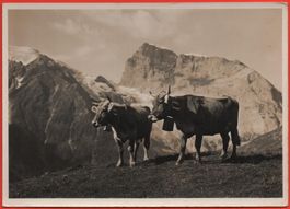 ENGELBERG Kühe auf Ebnet-Alp