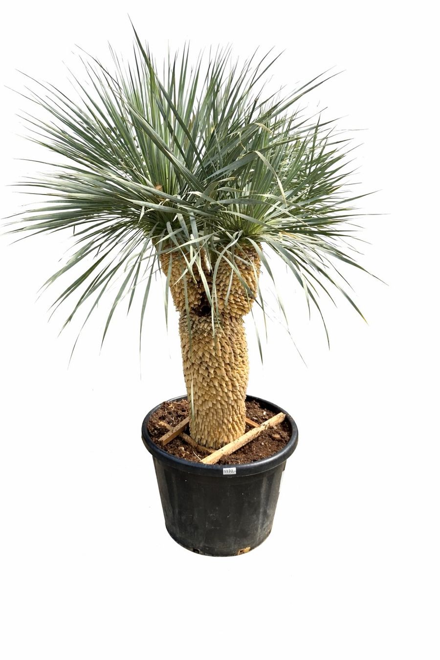 Piante & sementi: Yucca Rostrata Doppelstamm - Versand möglich – Usato da Zuckenriet venduto da Thur_Plant