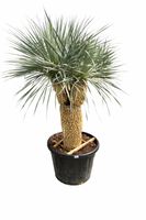 Yucca Rostrata Doppelstamm - Versand möglich