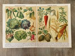 Gemüse Früchte Bildertafel 1923 antike Buchseite