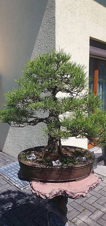 Piante & sementi: Solitär-Bonsai Schwarzkiefer – Usato da Niederwil venduto da Scwa5 1
