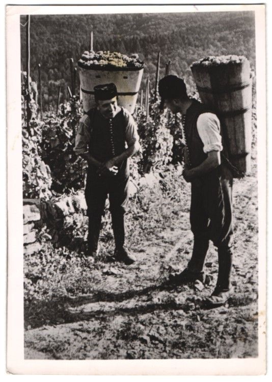 Fotografie & Manifesti: Fotografie St. Martin / Weinstrasse, M – Usato da Berlin venduto da bartko-reher