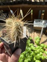 Echinocereus apachensis