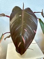 Philodendron Pink Princess – Large Established Plant 🌿🩷