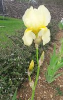 Iris 1 bulbe Alice Harding