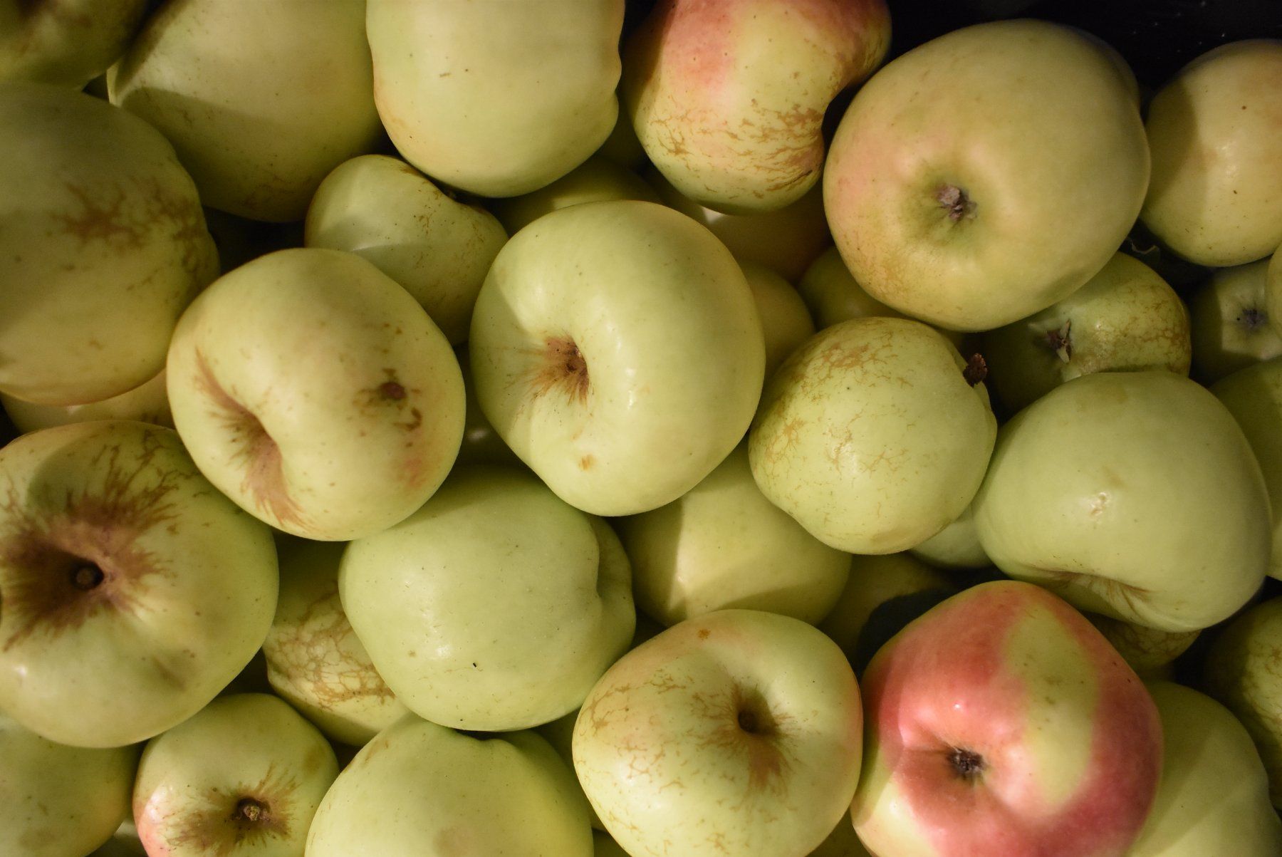 Cibi & Specialità: Frische Äpfel Sorte Dübendorfer Milchapfel – Nuovo (secondo la descrizione) da Otelfingen venduto da Stauffacher61 3