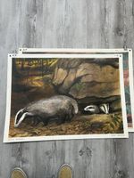 Vintage "Dachs" - Schulwandbild für Sammler