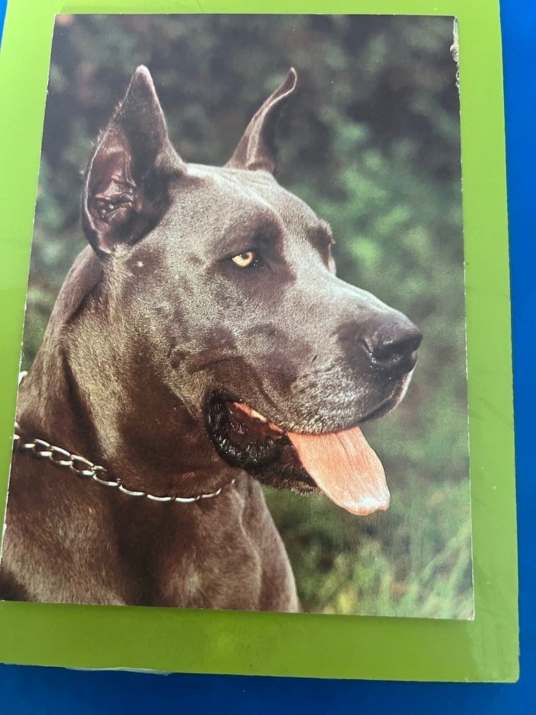 Cartoline postali: Ansichtskarte   Dogge Planet-Verlag Berlin – Usato da Steinach venduto da Momoco