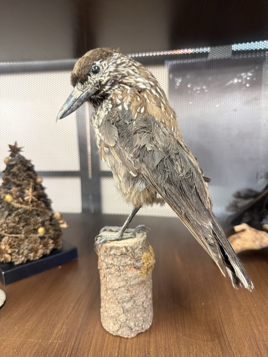Il mondo degli animali: Ausgestopfte Tierarten – Usato da Zuzwil SG venduto da Pomy 3