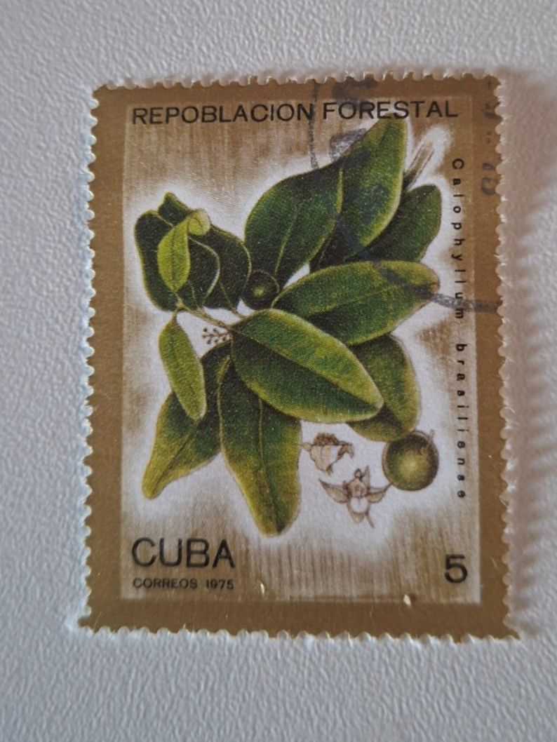 Tutti i francobolli: Briefmarke Kuba Repoblacion Forestal 1975 5c – Usato da Erlinsbach venduto da pfunky