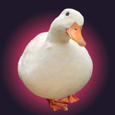 Profile image of sarcome