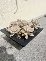 Graptopetalum paraguayense (Ghost Plant) –Gesunde Sukkulente