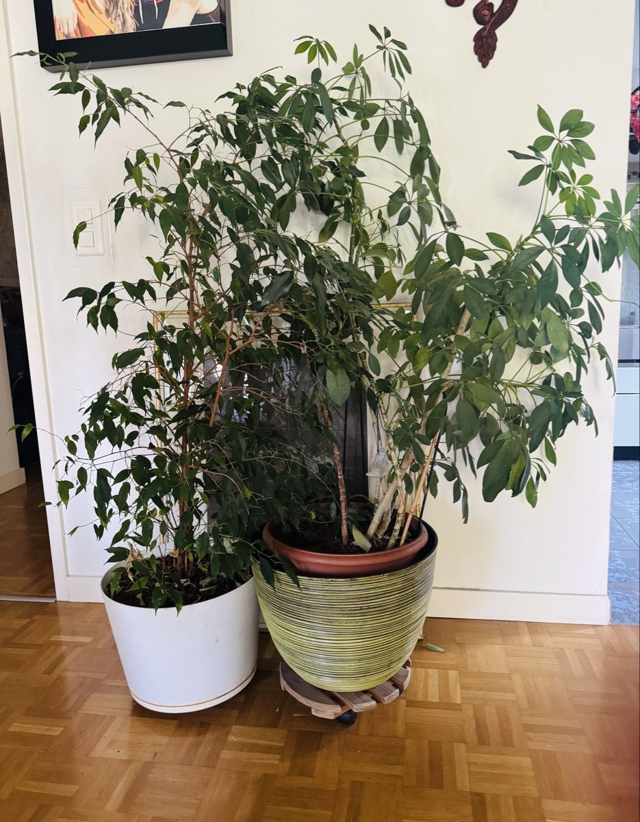 Piante & sementi: 2 grosse Zimmerpflanzen  – Usato da Arlesheim venduto da mir_s77t