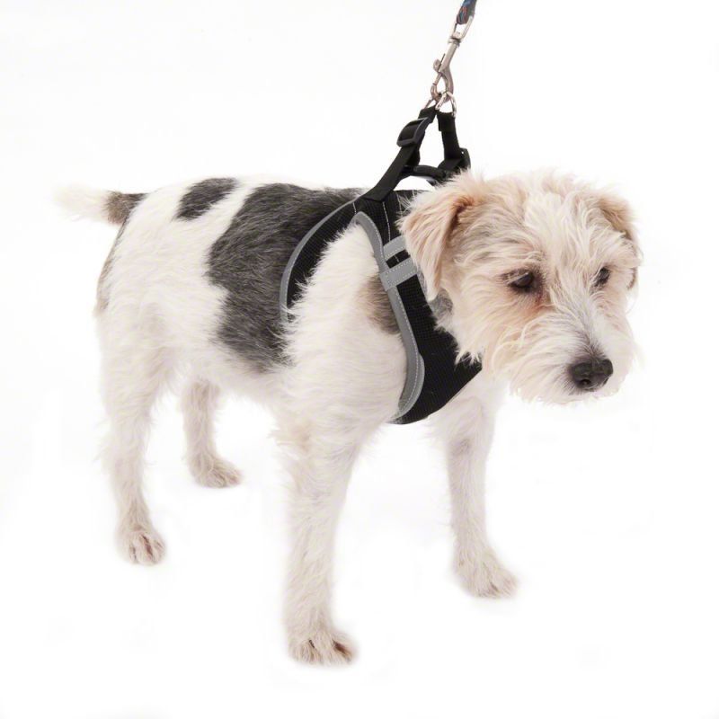 Leine & Halsband: Hundegeschirr Softgeschirr Feel Free – Neu und originalverpackt aus Näfels von AllerleiCH 2