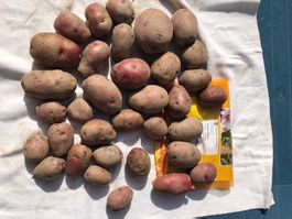 Kartoffeln Sorte Mulberry Beauty rotfleischig BIO