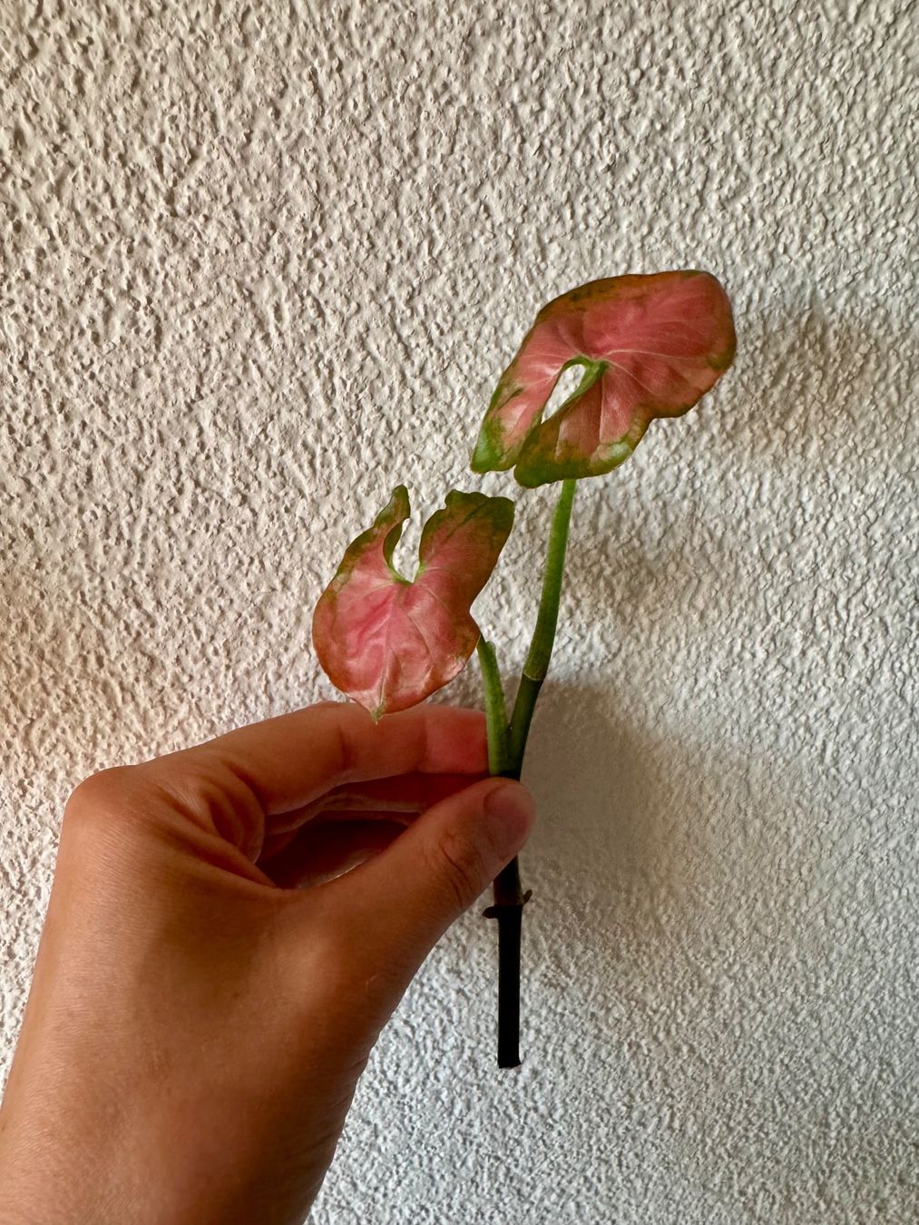 Pflanzen & Samen: Syngonium Super Red top cutting – Neu (gemäss Beschreibung) aus Bülach von Bloom_Witch