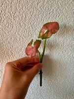 Syngonium Super Red top cutting