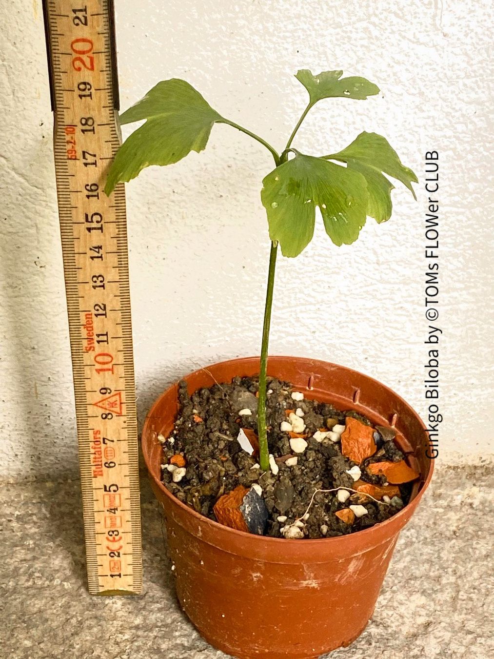 Piante & sementi: Ginkgo Biloba - Baum als ein lebendes Fossil – Nuovo e nell'imballaggio originale da Adliswil venduto da astom369 7