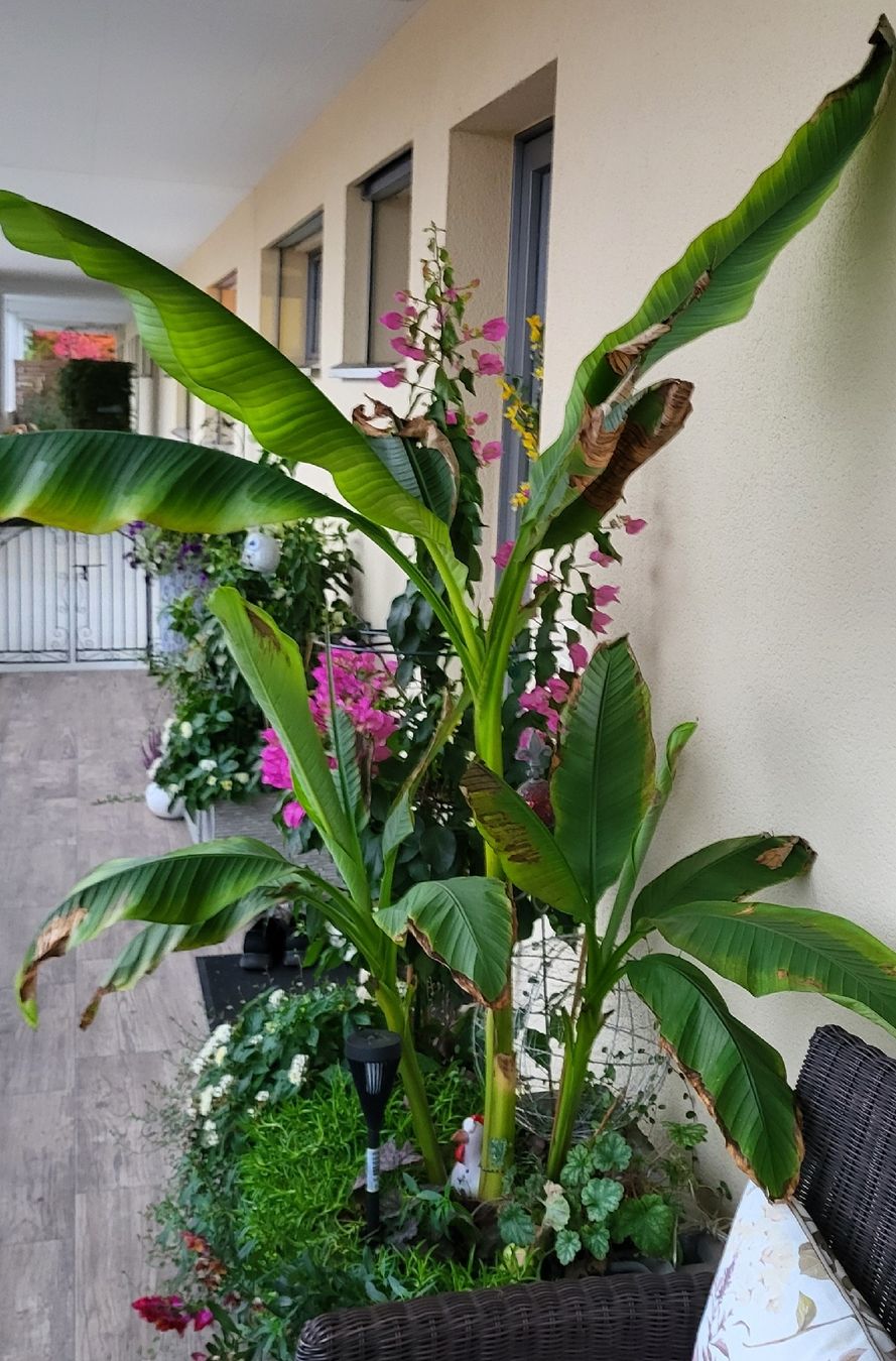 Plantes & graines: banane baum – D'occasion à islikon par mir_8cbw 1