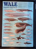 Schulwandbild / Naturtafel: Wale