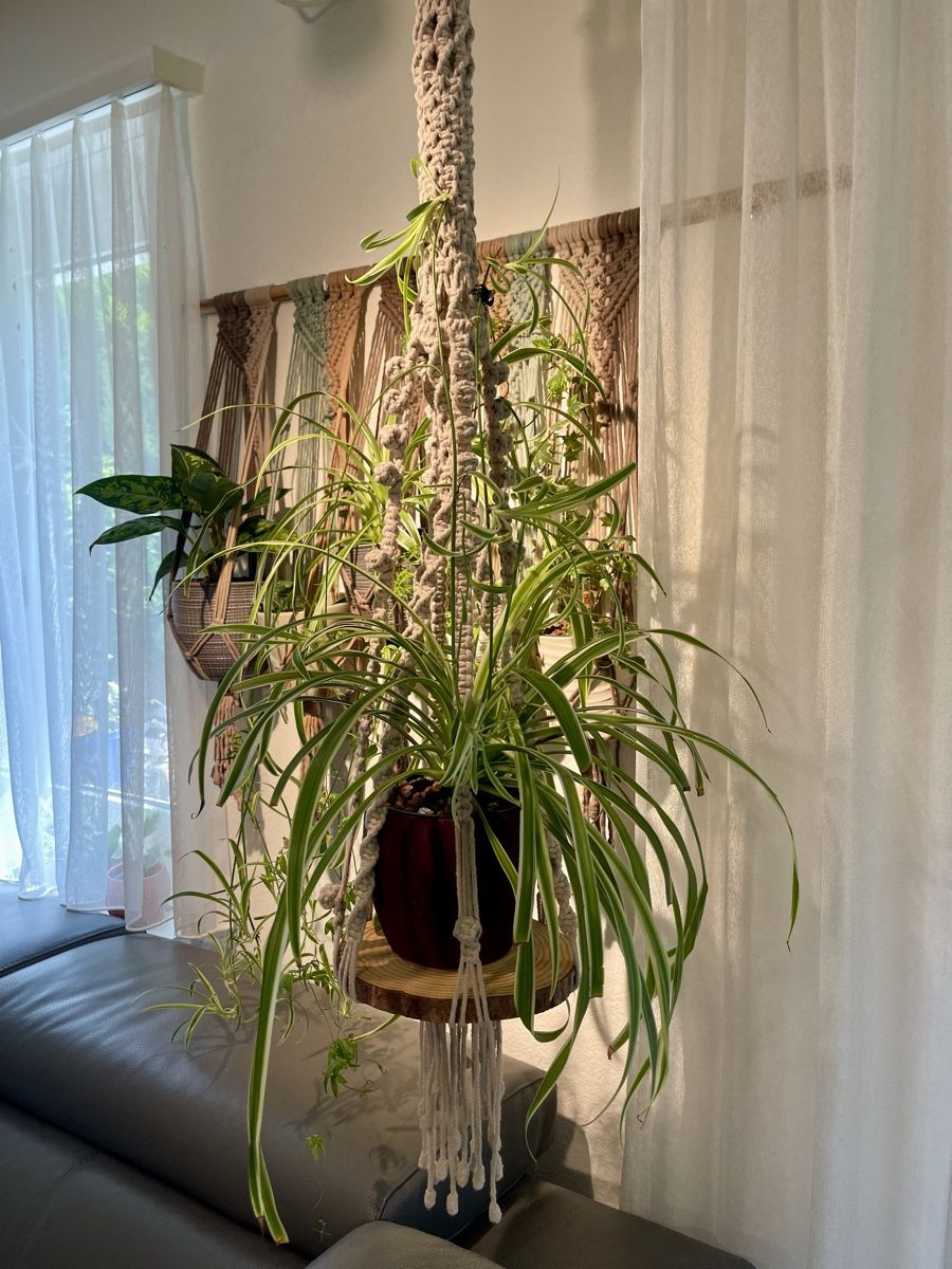 Tutte le decorazioni: 🪵 Makramee Blumenampel mit Glasboden oder Holzplatte🌺 – Nuovo e nell'imballaggio originale da Adliswil venduto da Ajoure_Atelier 6