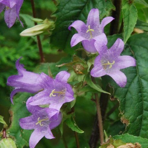 Pflanzen & Samen: Glockenblume, Campanula trachelium, ca.30 Samen – Neu (gemäss Beschreibung) aus Zürich von t24_de