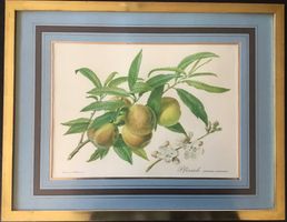 Pfirsichzweig Carlos von Riefel Vintage Druck Büttenpapier