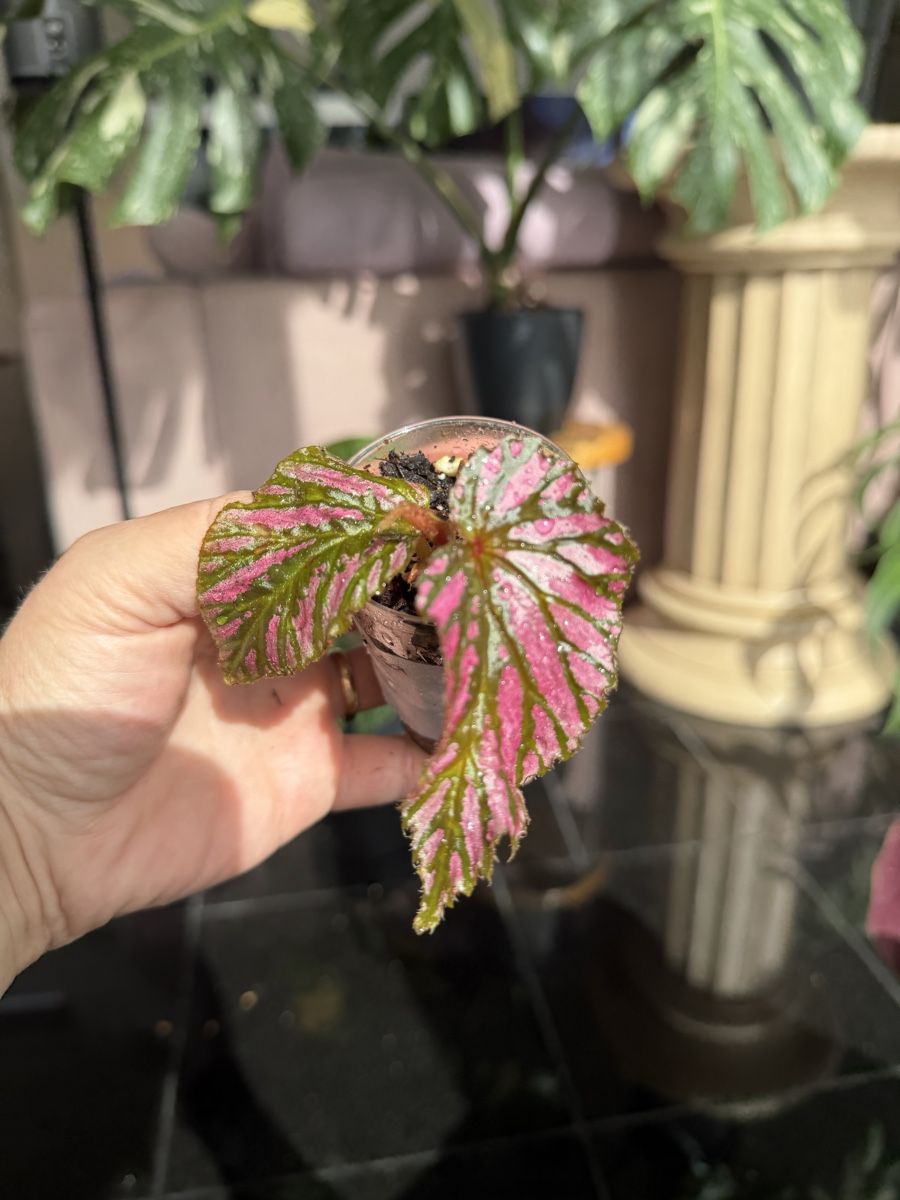 Piante & sementi: Begonia Brevirimosa  – Nuovo (secondo la descrizione) da Buchrain venduto da Stetoscop