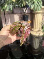 Begonia Brevirimosa 