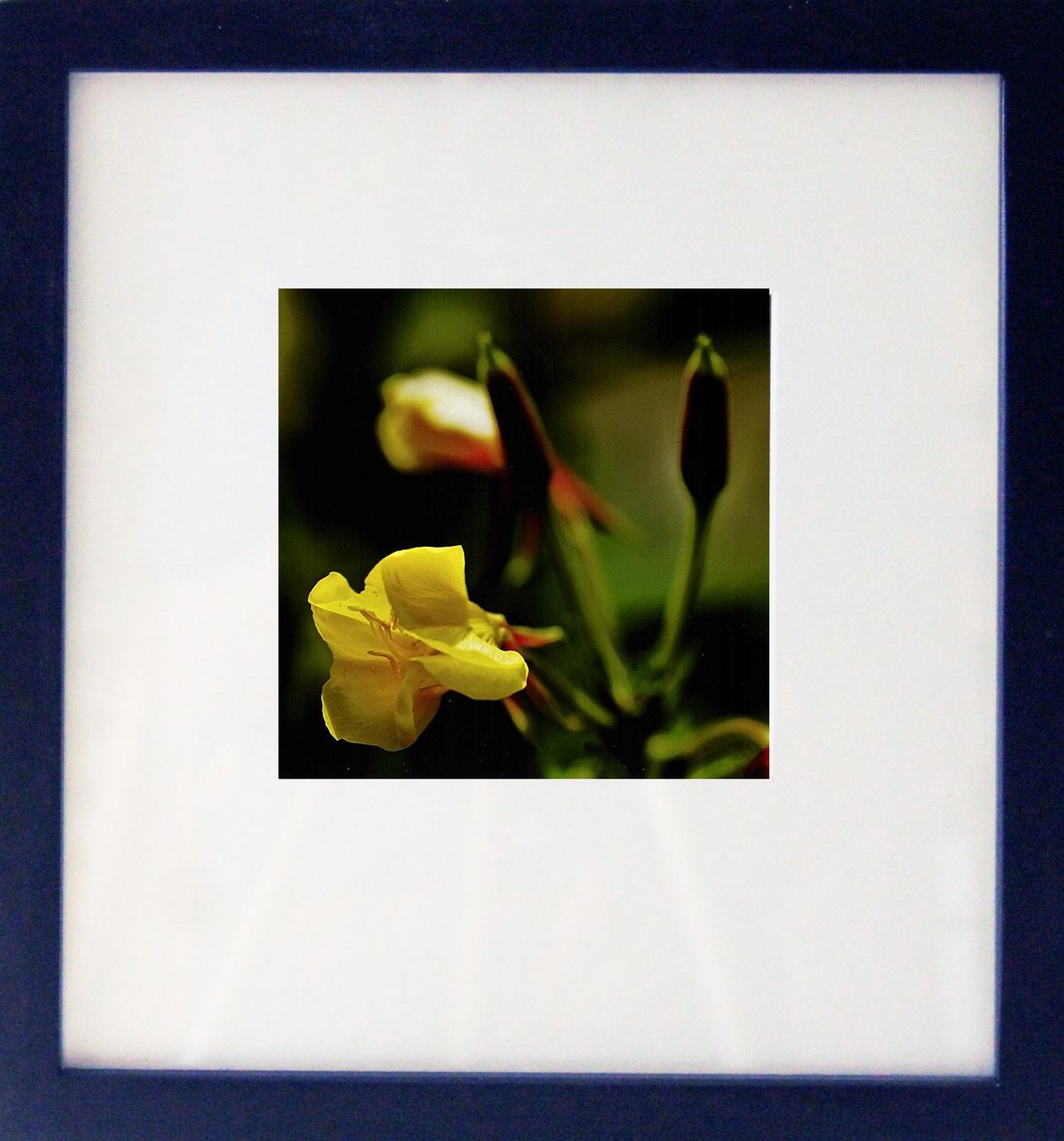 Foto & Immagini: Fotografie: Gelbe Blume II – Nuovo (secondo la descrizione) da Fribourg venduto da erw_68dx