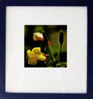 Fotografie: Gelbe Blume II