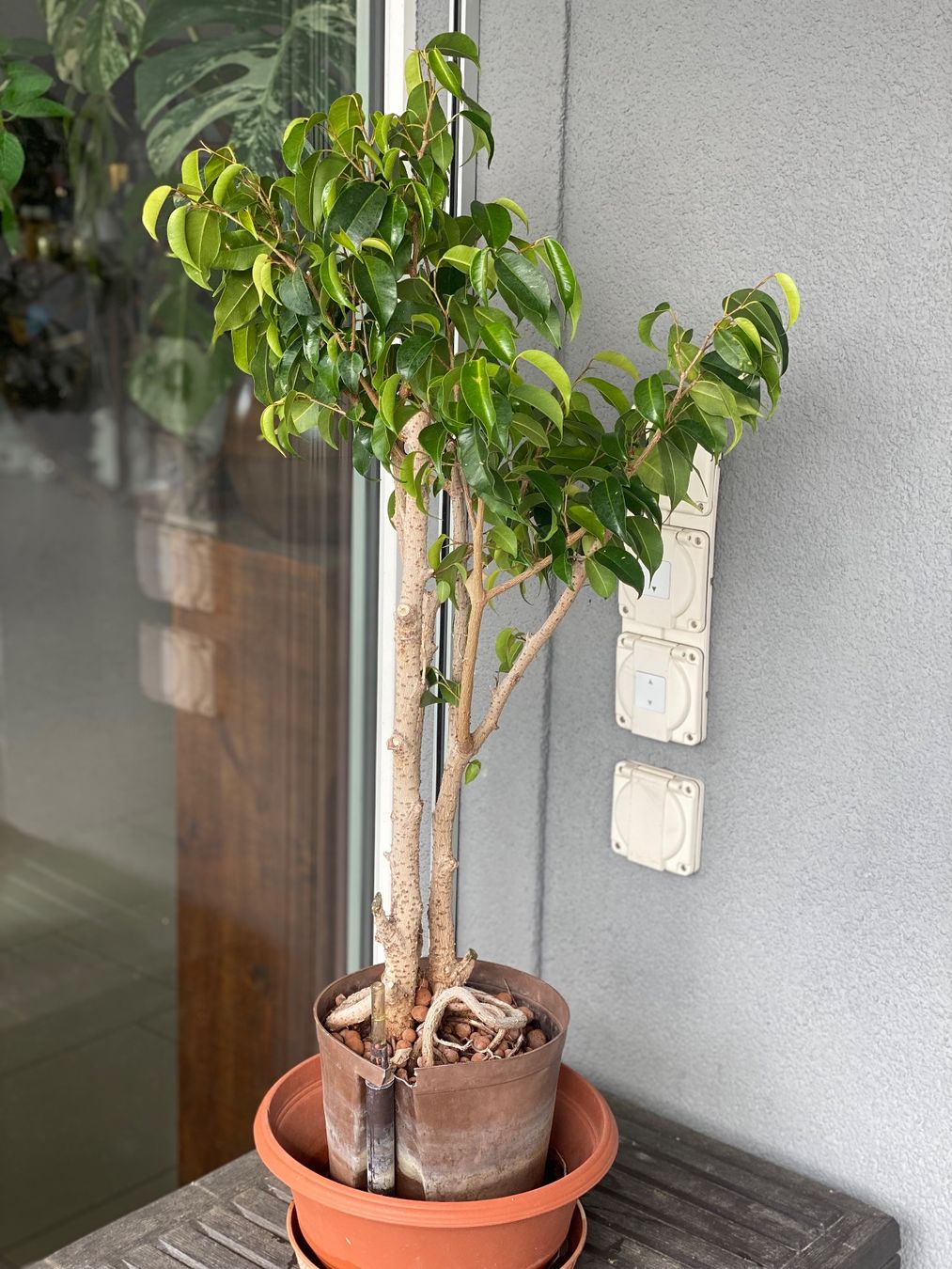 Piante & sementi: Ficus – Usato da Aarau Rohr venduto da Sergiomendez