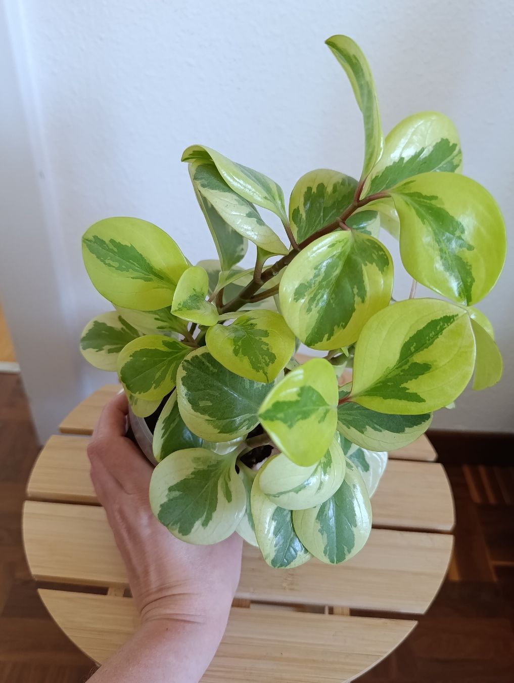 Piante & sementi: Peperomia Obtusifolia Variegata – Usato da Baar venduto da L.isa28 3