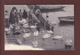 GENEVE - Quai des Bergues - Les Cygnes