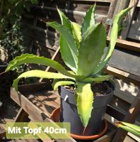 Kleine Agave American -  Ideal für sonnige Standorte🪴