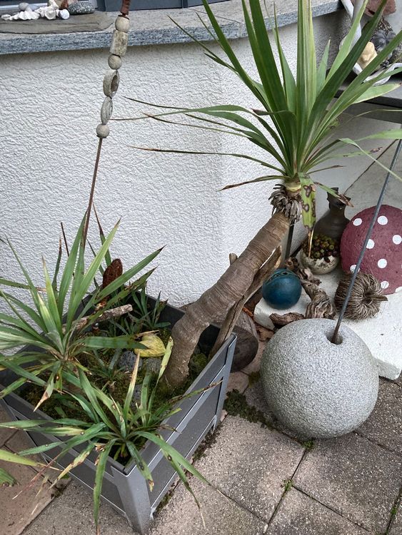 PALMEN selbst gezogen / alt Kaufen auf Ricardo