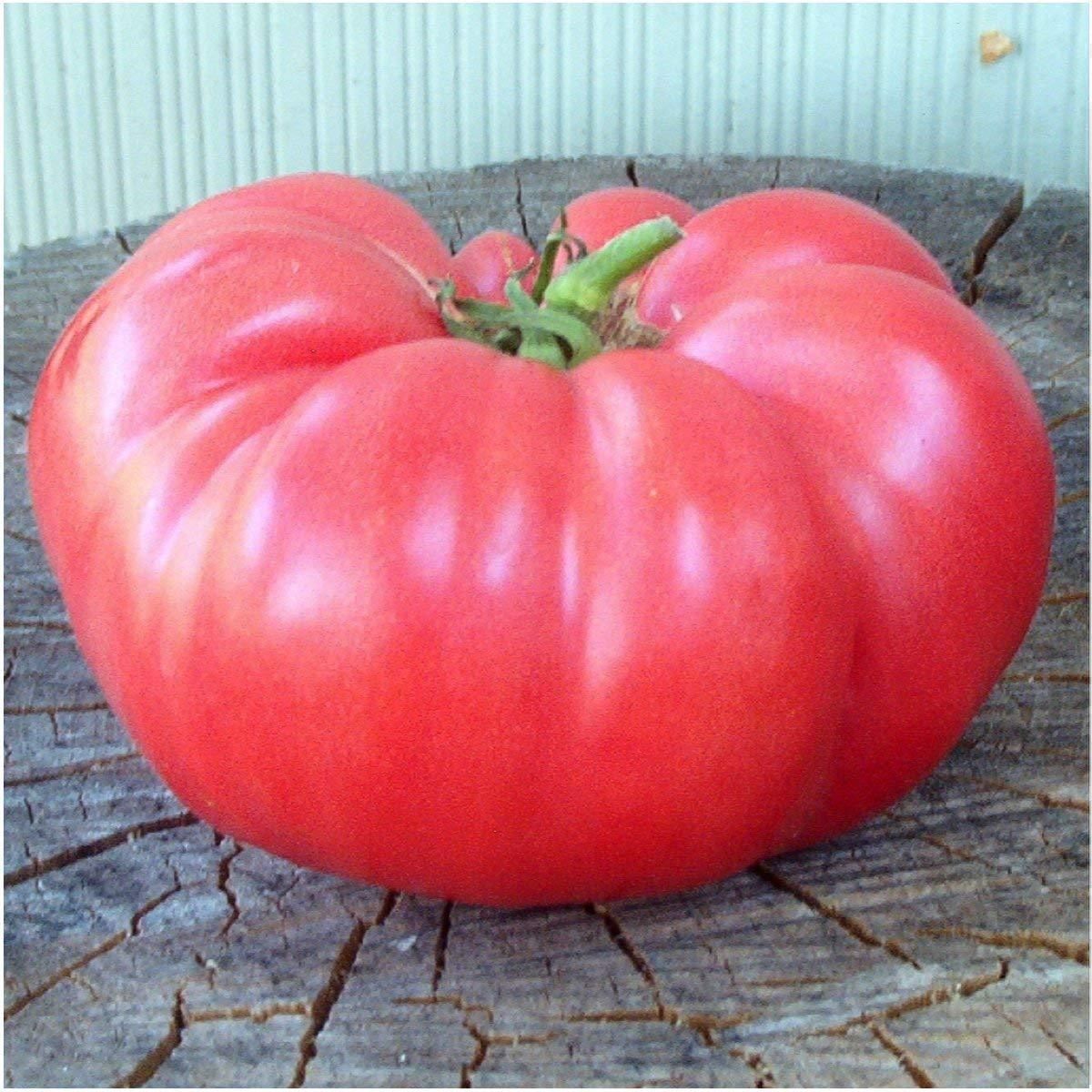 Pflanzen & Samen: 30 Samen BERNER ROSE Tomate – Neu (gemäss Beschreibung) aus Ehrendingen von VerveinaSamen 4
