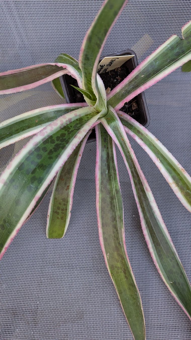 Piante & sementi: Mangave ev. snow leopard (Agave hybr.) – Usato da Horw venduto da Rebuho
