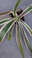 Mangave ev. snow leopard (Agave hybr.)