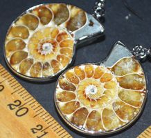 Ohrringe L-4418 – AA Ammonit Fossil – 1 Paar