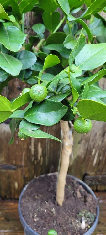 Kaffir Limette Citrus Hystrix Bäumchen mit Früchten Kaufen auf Ricardo