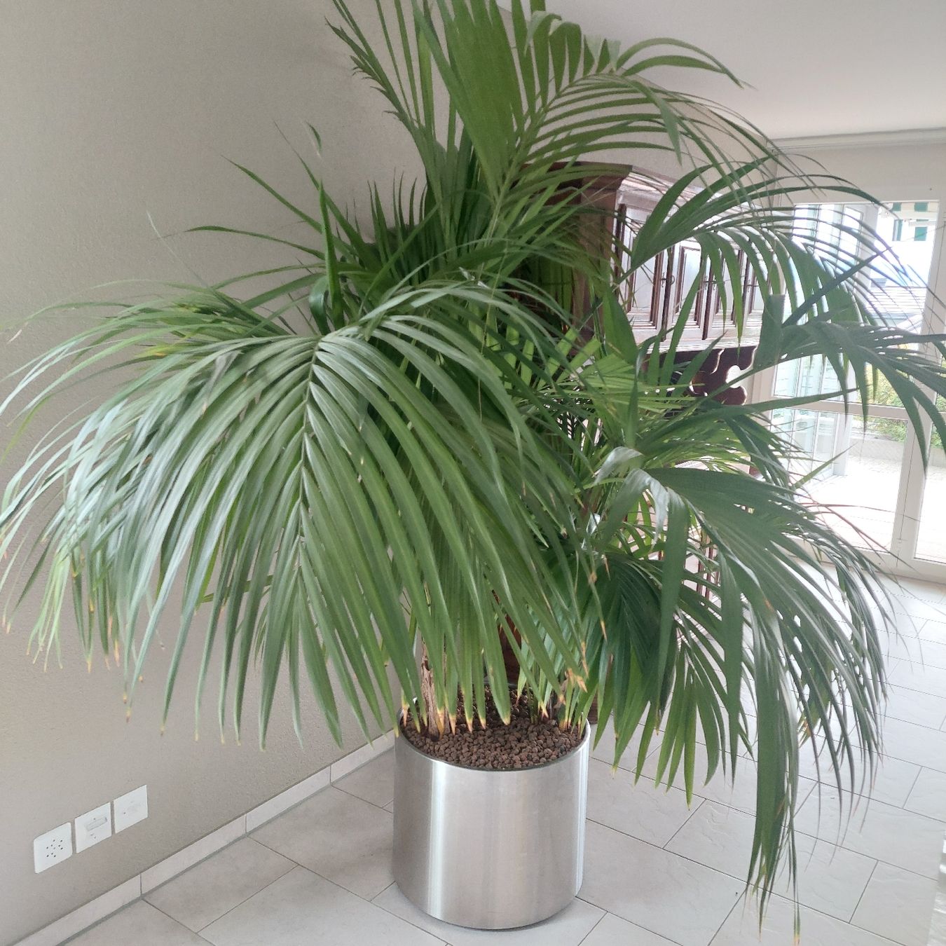 Pflanzen & Samen: GROSSE GESUNDE KENTIA PALME – Neu (gemäss Beschreibung) aus Honau von Blazer1 2