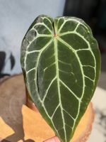 Anthurium magnificum × (Zara × Michelle), eigene Kreuzung