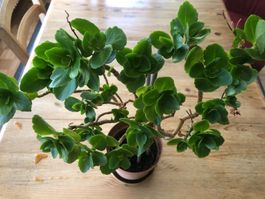 Kalanchoe