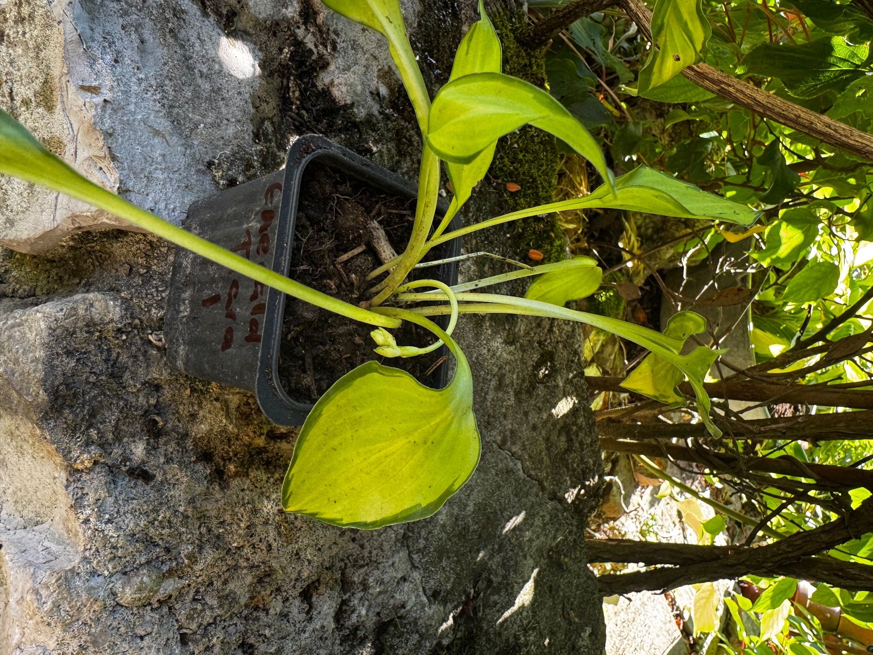 Pflanzen & Samen: Hosta emerald tiara – Gebraucht aus Lajoux JU von Briard0 2