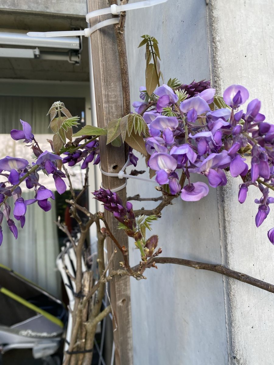 Piante & sementi: Japanische Wisteria – Usato da Urtenen- Schönbühl venduto da windowshopper 3